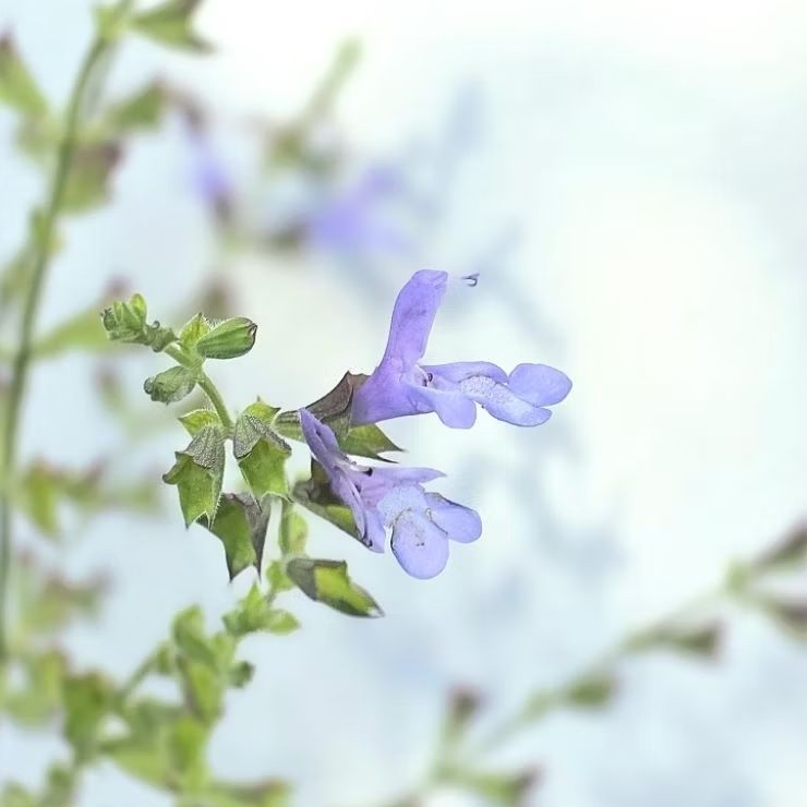 ต้นไม้ 🩵 Salvia African Sky 🩵ไม้ตัวใหม่ ใครไม่มีรีบเก็บนะคะจัดสวนสไตล์ฝรั่งได้