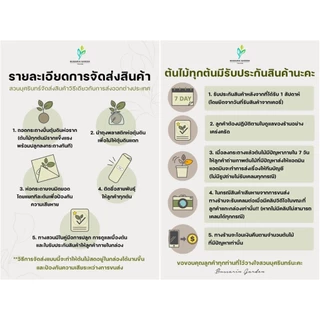 ต้นโกสนพันธุ์ แก้วมุกดา ไซส์เล็ก กระถาง 5" สูง 15-20 เซนติเมตร ซื้อ 10 แถม 1 (จัดส่งแบบถอดกระถาง+รับประกันสินค้า)