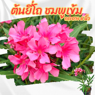 ต้นยี่โถสีชมพู ชมพูเข้ม ไม้ดอกทนแดด ออกดอกทั้งปี ขนาดกระถาง 6 นิ้ว