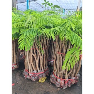 ต้นชะอมไร้หนาม(ตอนกิ่ง จัดชุด 10 กิ่งแถมฟรี 1กิ่ง)ชะอมหนามน้…