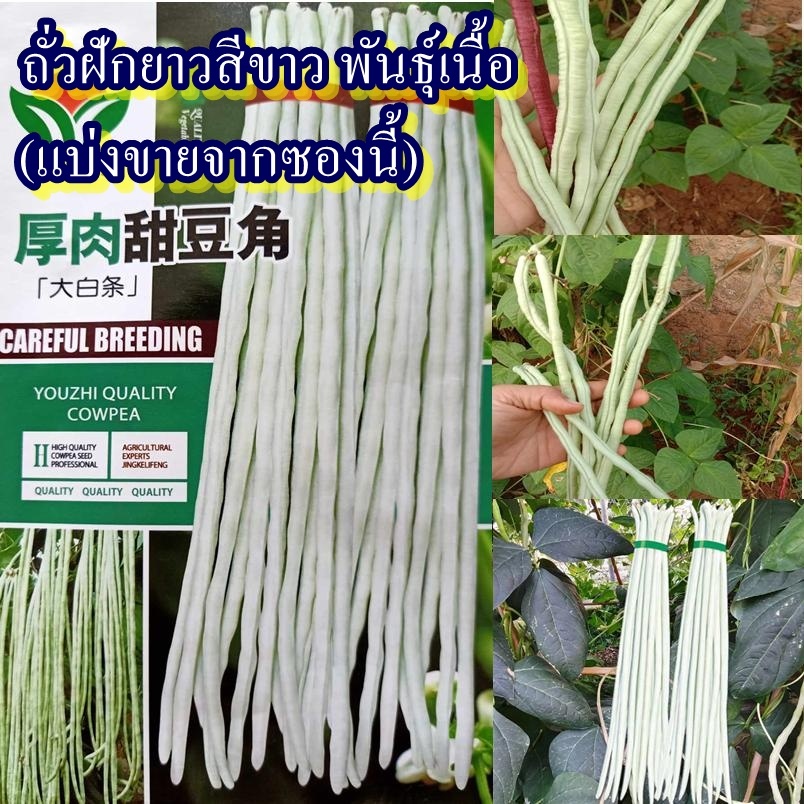 18 เมล็ด เมล็ดถั่วฝักยาวสีขาว พันธุ์เนื้อ (หายาก ปลูกง่าย ผลยาวสีขาว เนื้อแน่น รสชาติหวานกรอบอร่อยมาก ออกผลดก ทานสดได้)