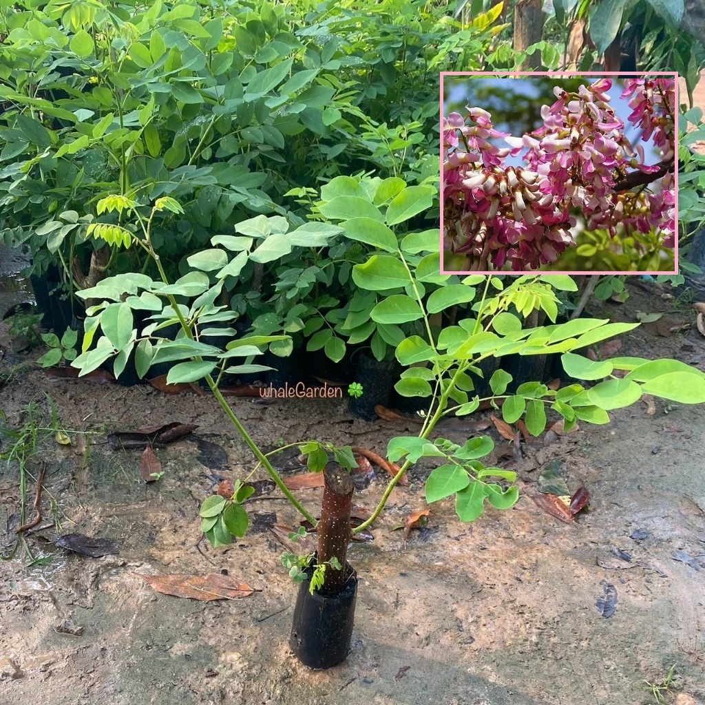 แคฝรั่ง ต้นแคฝรั่ง ดอกสีชมพู ชำตอ Mother of Cocoa (รับประกัน ส่งใหม่ฟรี หากสินค้าเเสียหาย!!)