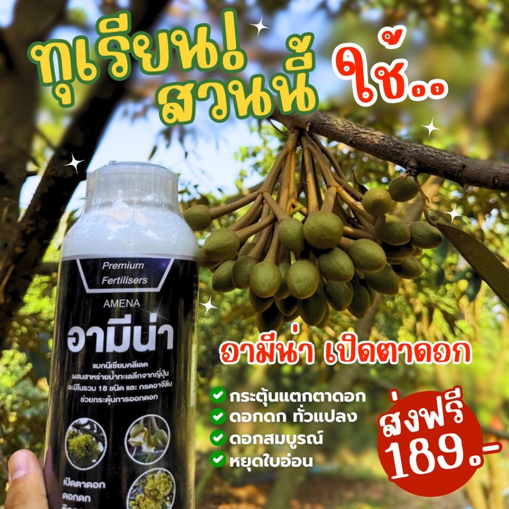 อามีน่า  ส่าหร่ายอะมิโน เปิดตาดอกทุเรียนสูตรพรีเมี่ยม มืออาชีพเลือกใช้  1ลิตร ใช้ได้18-20ไร่