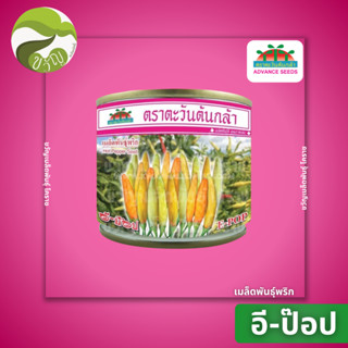 เมล็ดพันธุ์ พริกกะเหรี่ยง คัดพิเศษ พริก อีป๊อป e-pop