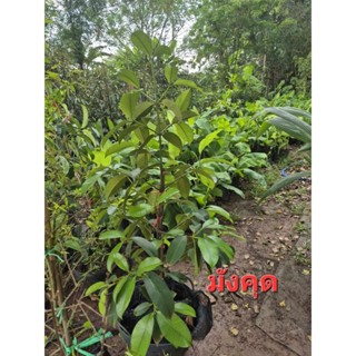 ต้นมังคุด ผลไม้ที่ควรปลูก สูง1.2ม. ขึ้นไป