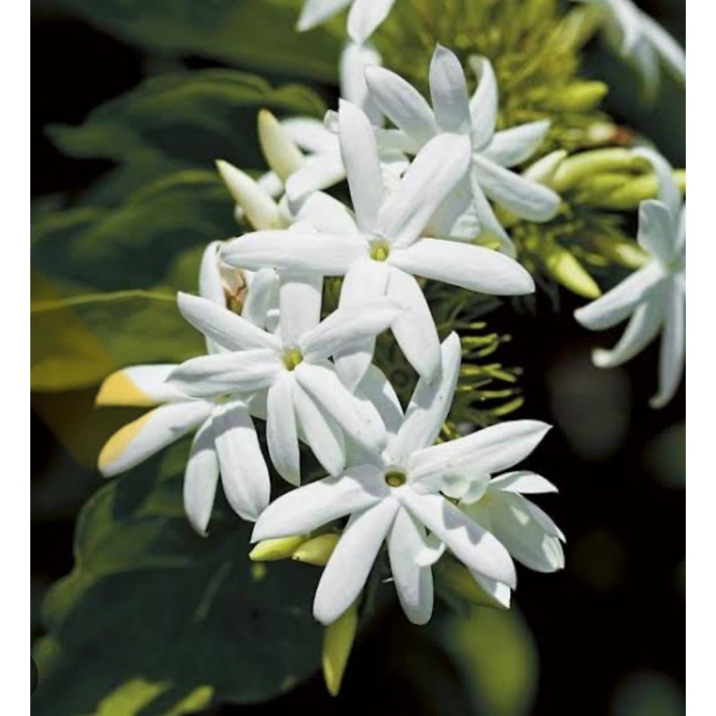 ต้นมะลุลี (Star Jasmine) ไม้ดอกหอม ไม้เลื้อย กระถาง11”