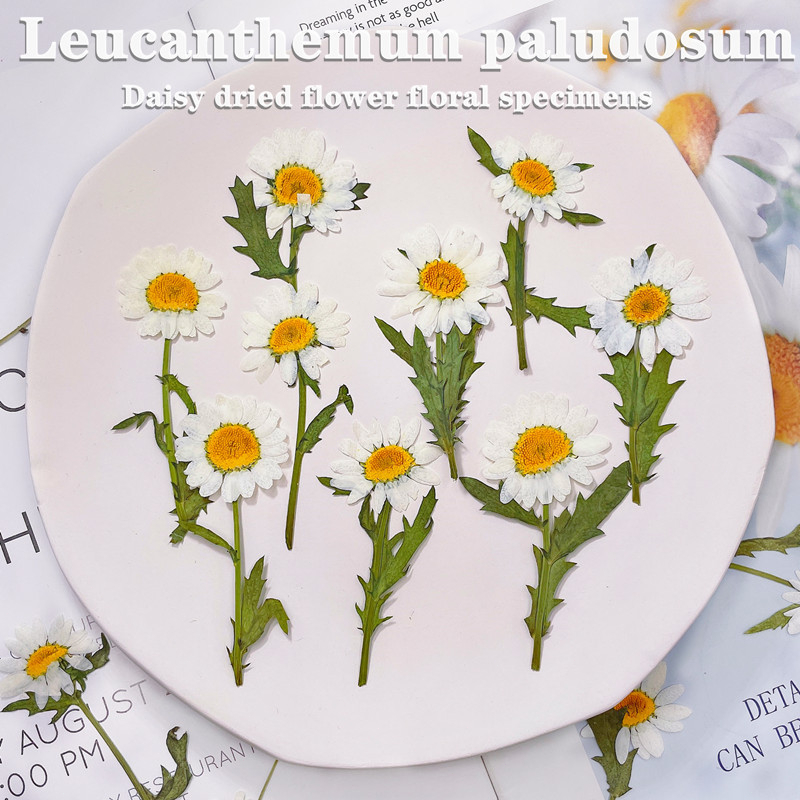 【พร้อมจัดส่ง】12 ชิ้นสีขาวน่ารักดอกเบญจมาศ🌼เล็ก ๆ น้อย ๆ ที่มีกิ่งก้านและใบไม้วัสดุ DIY ดอกไม้🚚แห้งลายนูนทําด้วยมือ DIY🌼