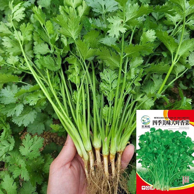 มล็ดพันธุ์ผักชี 1000 เมล็ด  (ซื้อ 5 แถม 5) ห่อใหญ่งอกดีมาก ผักไทย ปลูกง่าย กอใหญ่ เมล็ดพันธุ์ผักชีใบใหญ่