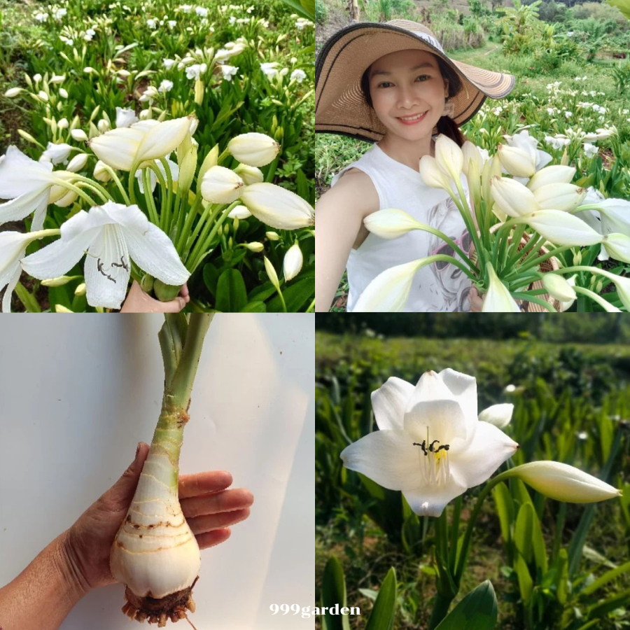 ว่านมหาบัวขาว มีกลิ่นหอม ขายเป็นหัว รอบหัว 10-12 ซม.