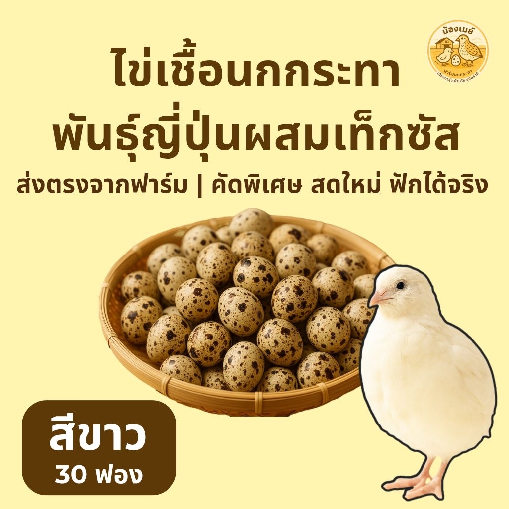 ไข่เชื้อนกกระทา 30 ฟอง สีขาวสายพันธุ์ลูกผสมเท็กซัส นำไปฟักในตู้ฟักไข่