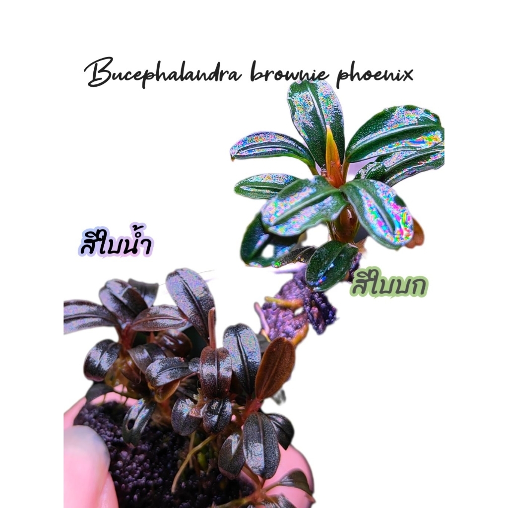 bucephalandra brownie phoenix ใบบก