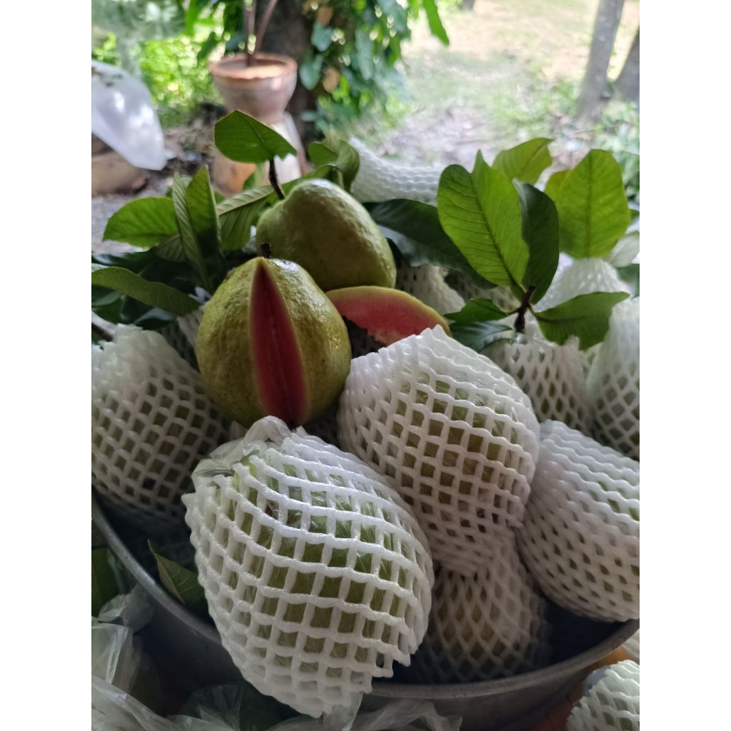 ฝรั่งหงเป่าสือ เก็บสดๆจัดส่งทุกวันจร้าขนาด 3-4ลูกโล  “หงเป่าสือ” เป็นฝรั่งไส้แดง ที่มีถิ่นกำเนิดมาจากไต้หวัน มีลักษณะผล - รูปที่ 2