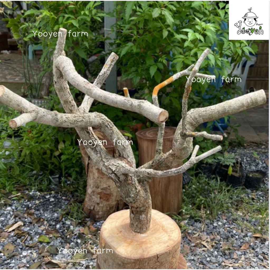 คอนไม้สำหรับสัตว์เลี้ยงขนาดเล็กทำจากไม้แท้ธรรมชาติ(รูปแบบไม่ซ้ำกัน(สามารถเลือกทรงไม้ก่อนกดสั่ง)