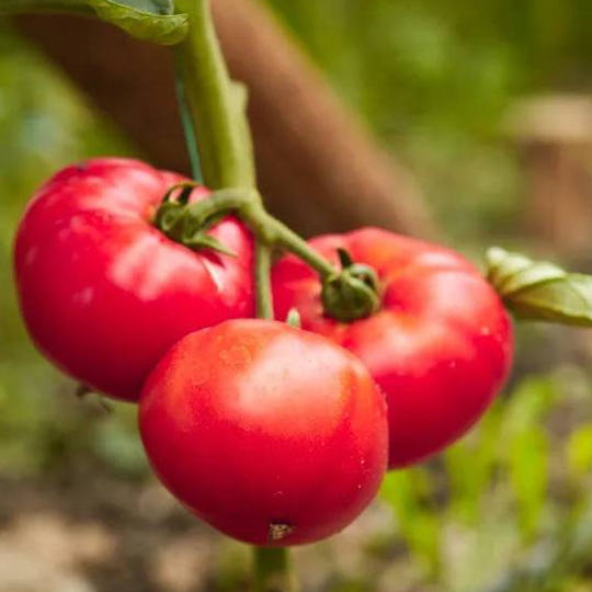 มะเขือเทศ สายพันธุ์ Solanum lycopersicum tomato adonis 30 เมล็ด