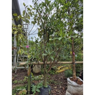 ต้นกระดิ่งนางฟ้า สูง 2.5 เมตรขึ้นไป ติดดอกทั้งปี