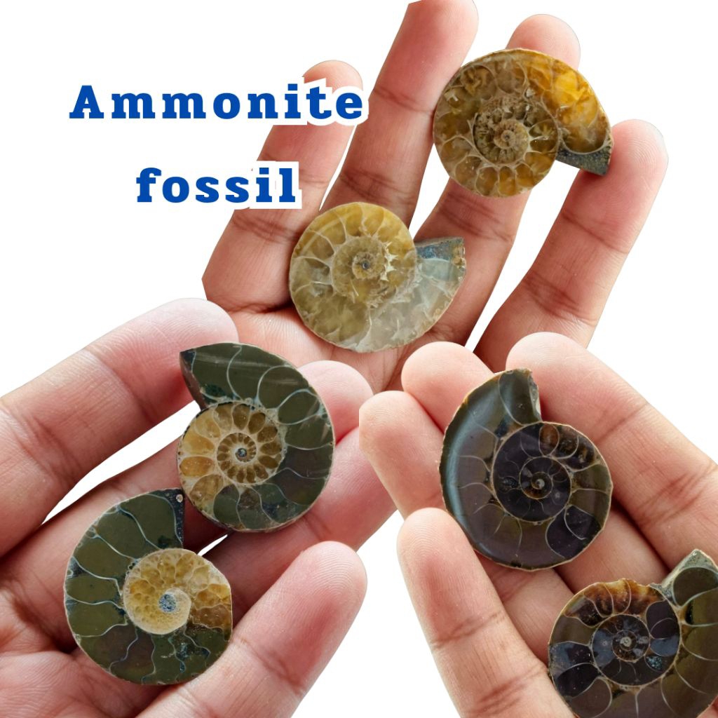Ammonite fossil ฟอสซิลแอมโมไนต์ #fos1- #fos6