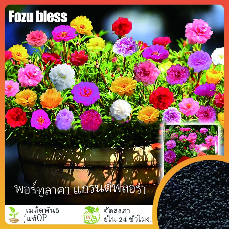 1000 เมล็ด แพรเซี่ยงไฮ้ ดอกผักเบี้ย แดงสวรรค์ และ ผักเบี้ยฝรั่ง portulaca grandiflora