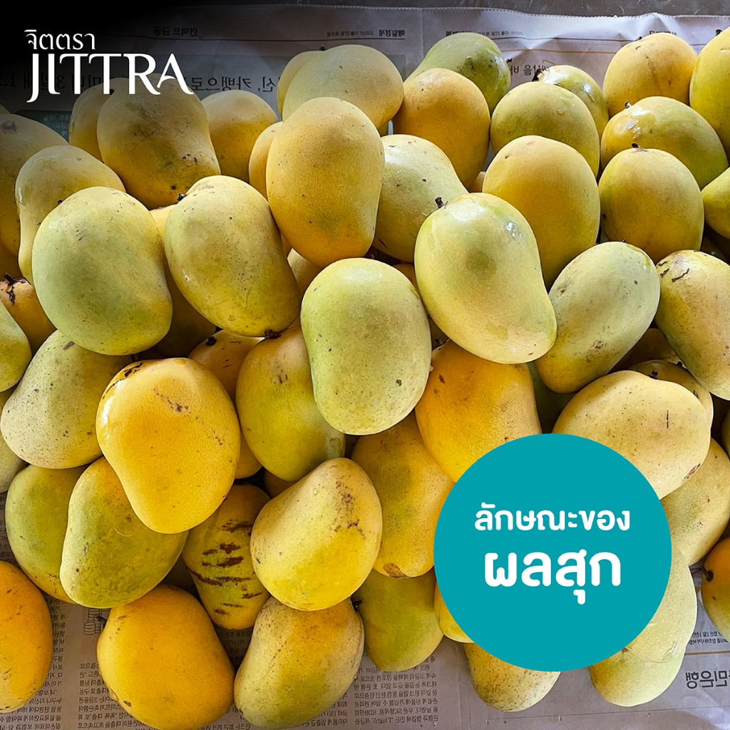 จิตตรา ต้นพันธุ์มะม่วงยายกล่ำ เสียบยอดสูง 60-80 ซม. โตไวให้ผลเร็ว พร้อมส่ง เคลมฟรี ต้นพันธุ์ผลไม้ - รูปที่ 6