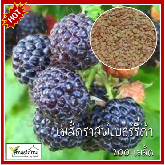 200 เมล็ด ราสพ์เบอรี่ดำ Black Raspberry เมล็ดราสเบอรี่ ราสเบอรี่ ราสเบอรี่ดำ
