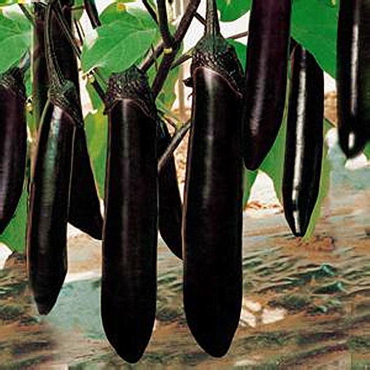 EGGPLANT SEEDSPurple  Organic Vegetable Seeds for Planting เมล็ดมะเขือยาวสีม่วง มะเขือยาวญี่ปุ่น เมล็ดพันธุ์ แท้ ผักสวนค