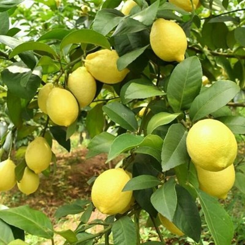 20Seeds Bonsai Lemon Seeds for Planting Fruits Plants Dwarf Variety Lemon Fruit Tree Seed