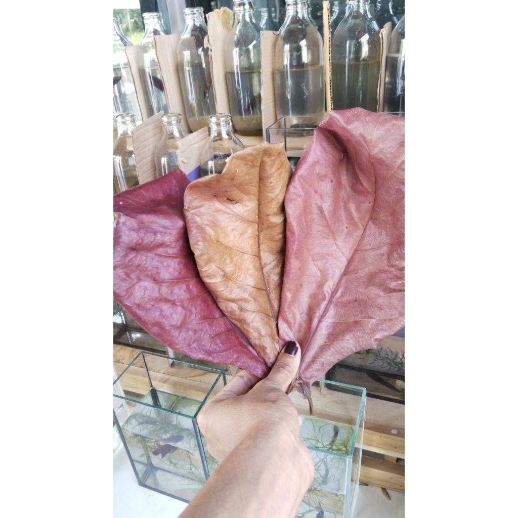พร้อมส่ง🌿ใบหูกวางแห้งร่วงธรรมชาติ ใบใต้ชุมพร