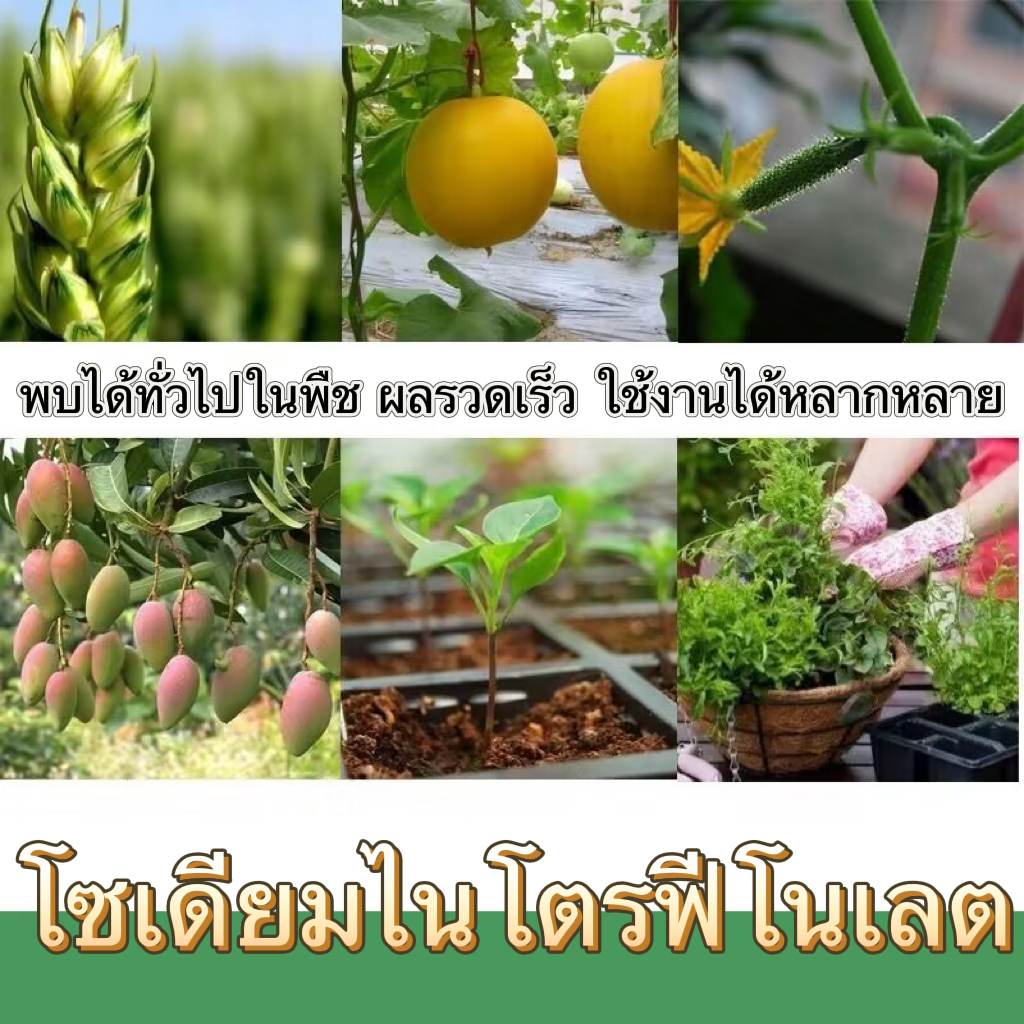 สารประกอบไนโตรเจน โซเดียมไนโตรฟีนอล ผงดั้งเดิม 98% ตัวแทนการฟื้นคืนชีพของเซลล์ ปุ๋ยการเจริญเติบโตของพืช ปุ๋ยทา(20KG) - รูปที่ 4