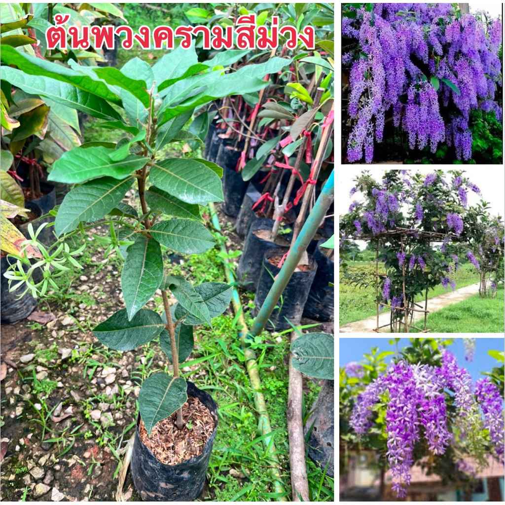 ต้นพวงครามสีม่วง ต้นสูง50เซน พร้อมส่ง