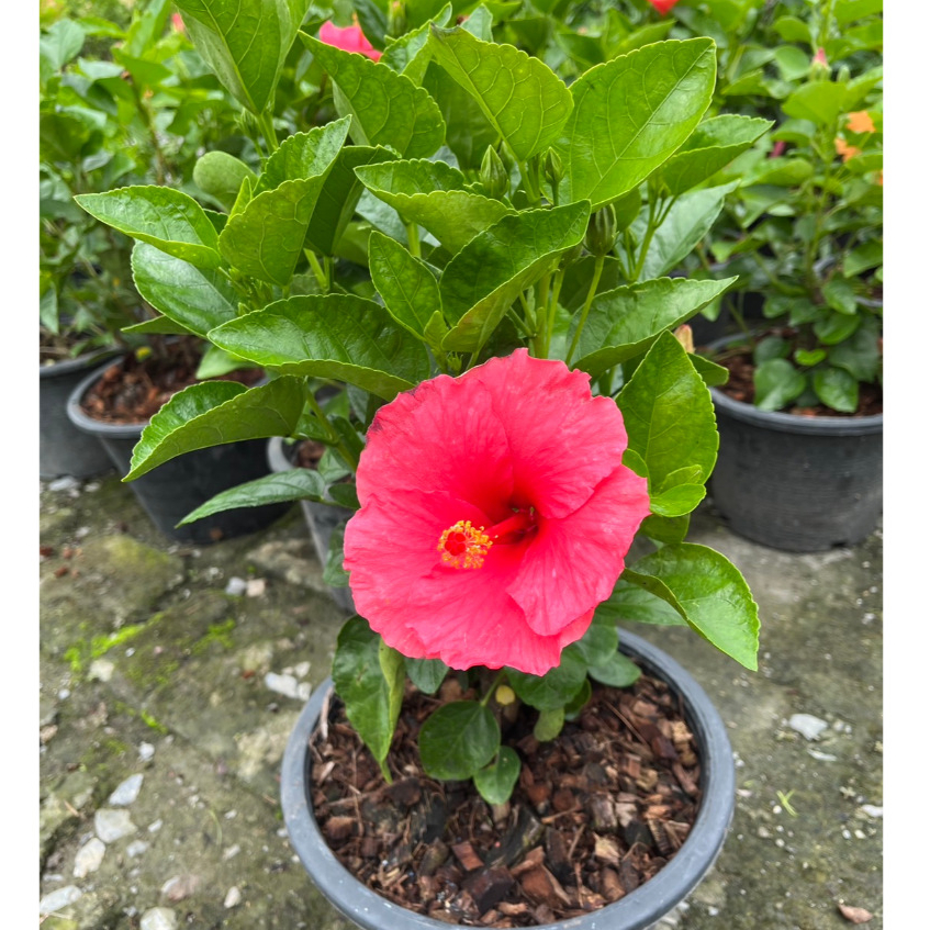 ชบาชมพูอังกฤษ กลีบชั้นเดียว สีชมพูสวยมาก Hibiscus, Pink Hibiscus - รูปที่ 5