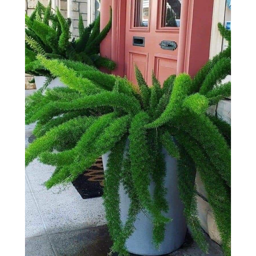 Foxtail fernปลิกหางกระรอกสายพันธุ์ใหญ่
