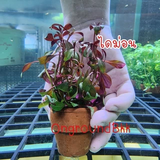 🌿พร้อมส่ง ต้นไม้น้ำ สาหร่ายหางกระรอก สาหร่ายพุงชะโด สาหร่ายเดนซ่า ดาวกระจาย อเมซอน ผักชี พร้อมกระถาง ไม้น้ำ ต้นไม้ตู้ปลา