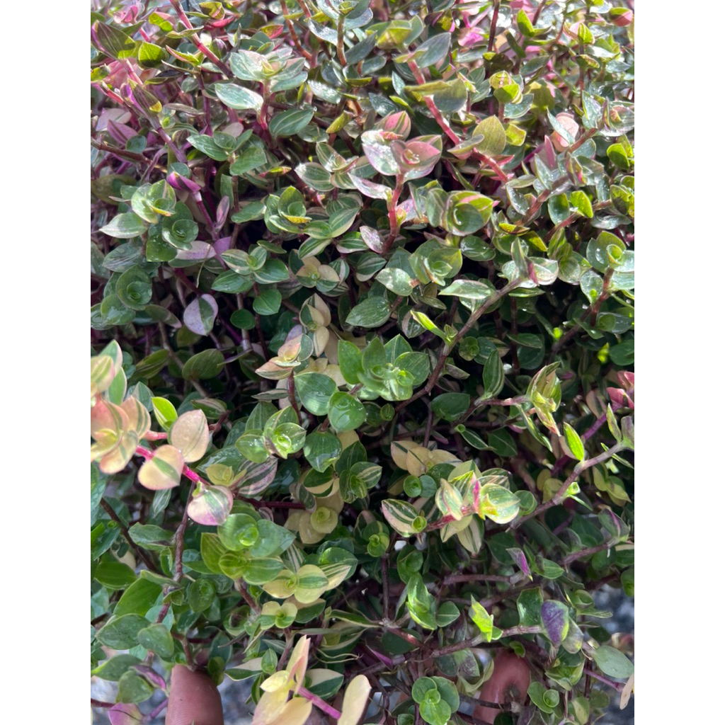 ริบบิ้นชาลีด่าง กระถาง 8 นิ้ว พร้อมลวดแขวน พุ่มใหญ่ใบด่างสวย