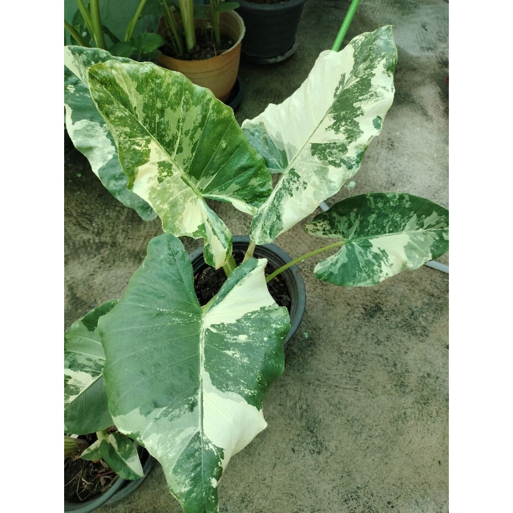 บอนกระดาดด่างขาว Alocasia macrorrhizos (L.) G.Don บอนกระดาด่างยักษ์ ไม้ประดับ แต่งสวน ต้นแม่ด่างสวย
