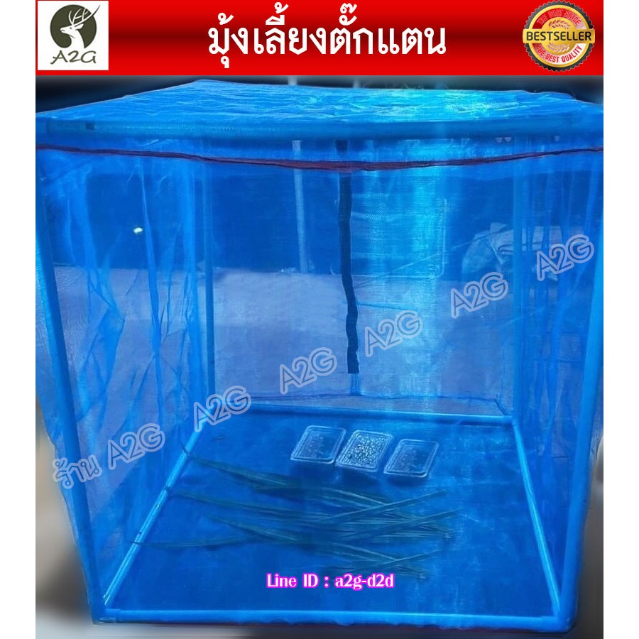 กระชังเลี้ยงตั๊กแตน (20ตา) กระชังเลี้ยงแมลง มุ้งเลี้ยงตั๊กแตน ตั๊กแตนปาทังก้า มุ้งเลี้ยงแมลงสำเร็จรูป