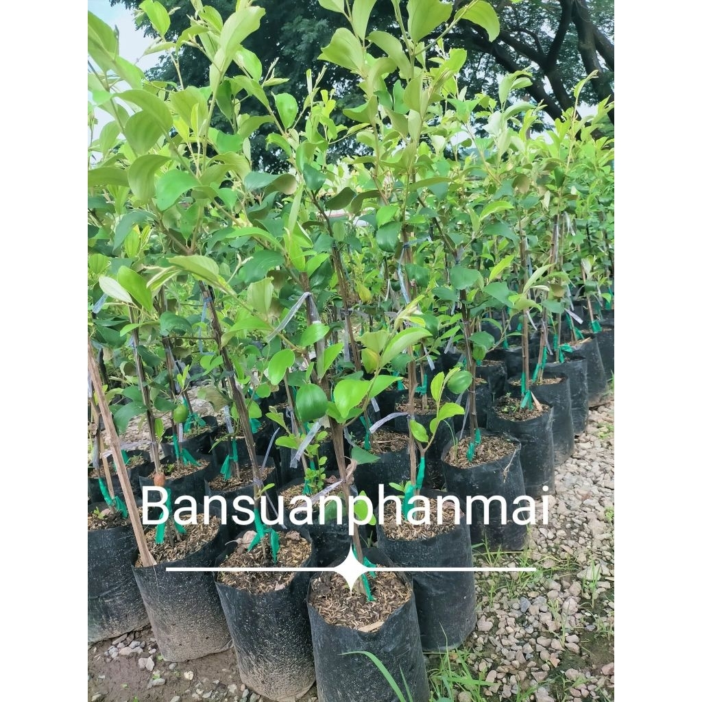 ต้นพุทรา พันธุ์นมสด ต้นทาบกิ่ง สูง 80-100 ซม.