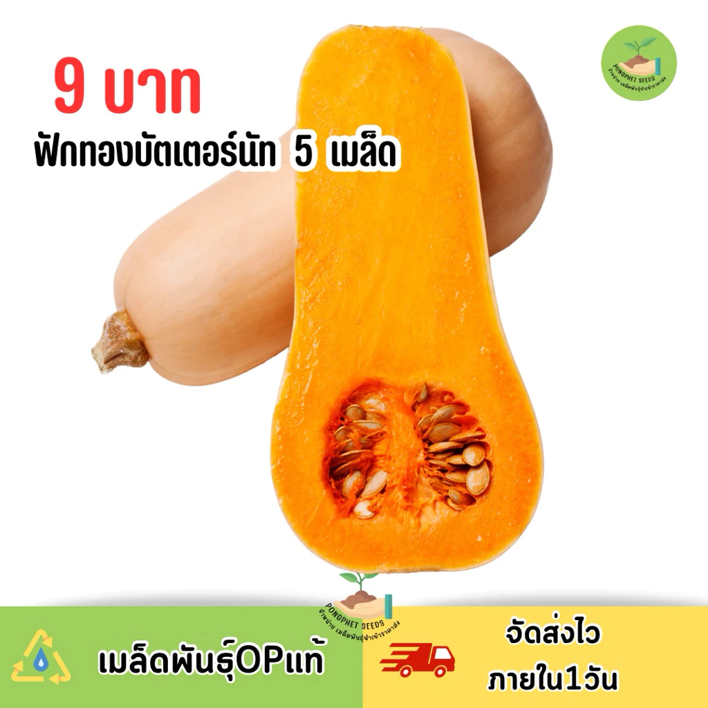 9 บาท ฟักทองบัตเตอร์นัท บรรจุ 5 เมล็ด