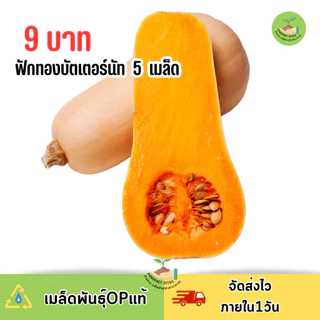 9 บาท ฟักทองบัตเตอร์นัท บรรจุ 5 เมล็ด