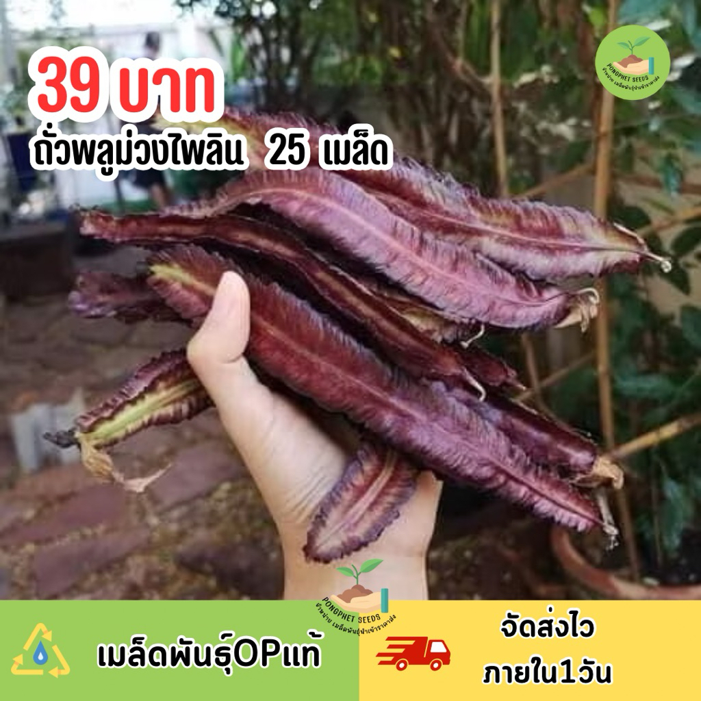 เมล็ดพันธุ์ถั่วพลูม่วงไพลิน บรรจุ 25 เมล็ด