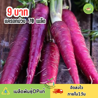 9 บาท แครอทม่วง บรรจุ 70 เมล็ด