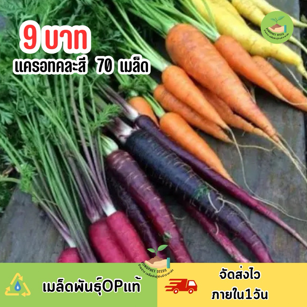 9 บาท แครอทคละสี บรรจุ 70 เมล็ด