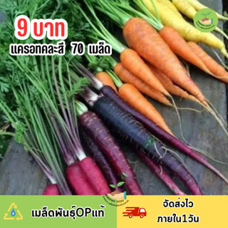 9 บาท แครอทคละสี บรรจุ 70 เมล็ด