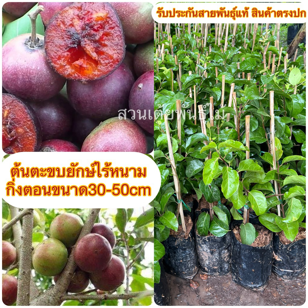 ต้นตะขบยักษ์ไร้หนามกิ่งตอนขนาด30-50cmพร้อมปลูก ออกลูกทั้งปีรสชาติหวาน￼
