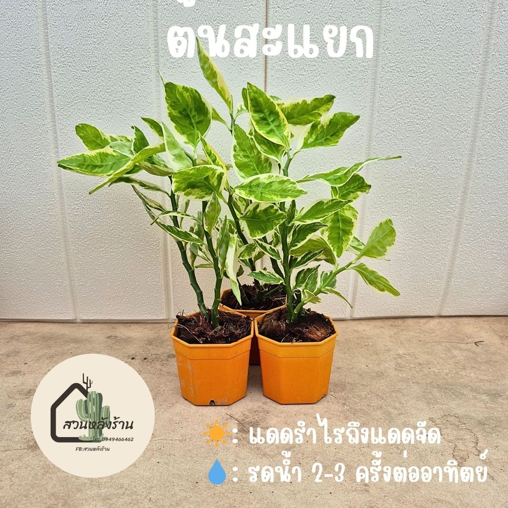 ต้นนกน้อยนำโชคตัวเมีย