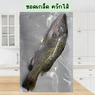 🐟ปลากระพงสดไซส์จัมโบ้+ฟรีน้ำจิ้มซีฟู้ด‼️ มีบริการขอดเกล็ด แล่เนื้อล้วน หั่นชิ้น ควักไส้ฟรี 🐟 พร้อมส่งทั่วไทย 🚐