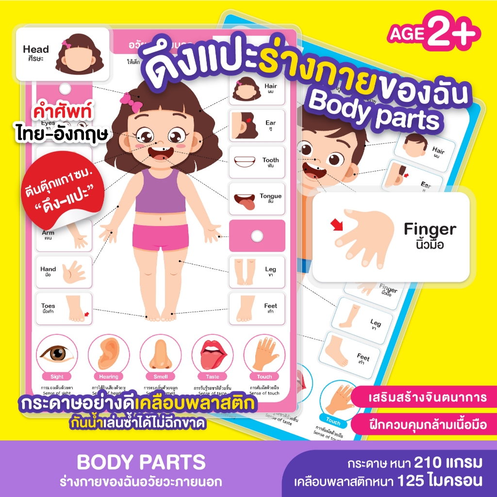 สื่อสำเร็จรูปกระดานดึงแปะร่างกายของฉัน(อวัยวะภายนอก) Body parts เคลือบพสาสติกหนาพิเศษ