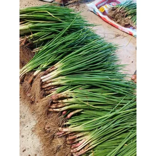 เมล็ดพันธุ์ ต้นหอม หอมแบ่ง 40-100 เมล็ด ปลูกได้ทั้งแปลง กระถาง หรือภาชนะเล็ก ปลูกง่าย ทนแดด [10 แถม 1 คละได้]