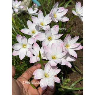 บัวดิน สีขาว8กลีบZ.White Lucky 4หัว50บาท