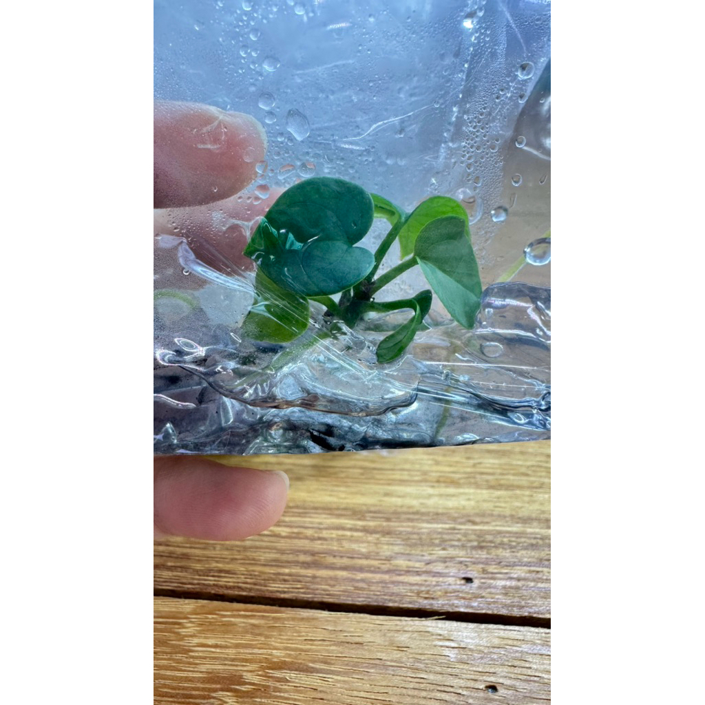 Anthurium Ace of Spades (AOS)