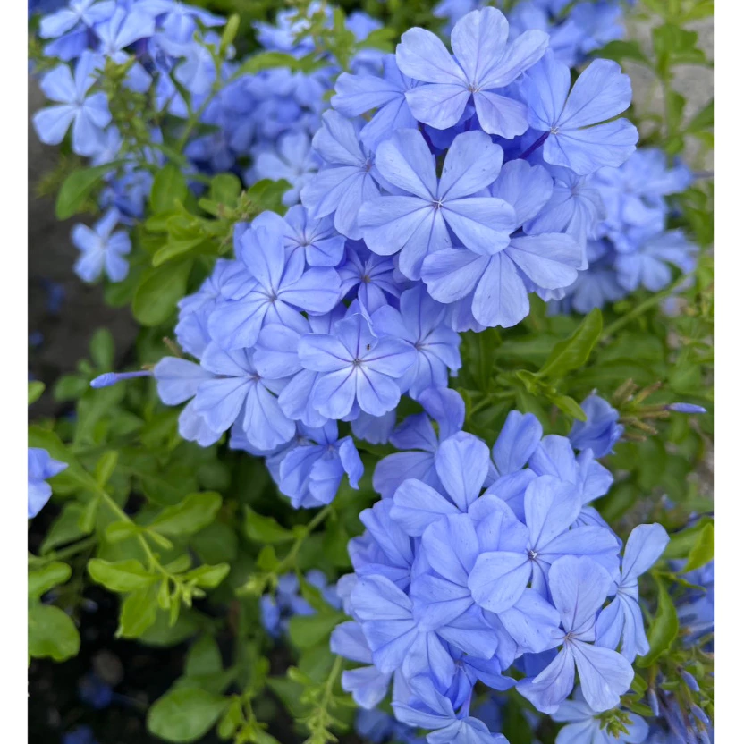 พยับหมอก ดอกไม้สีฟ้าสวยละมุน อึดทนปลูกเลี้ยงง่าย Cape leadwort, blue plumbago