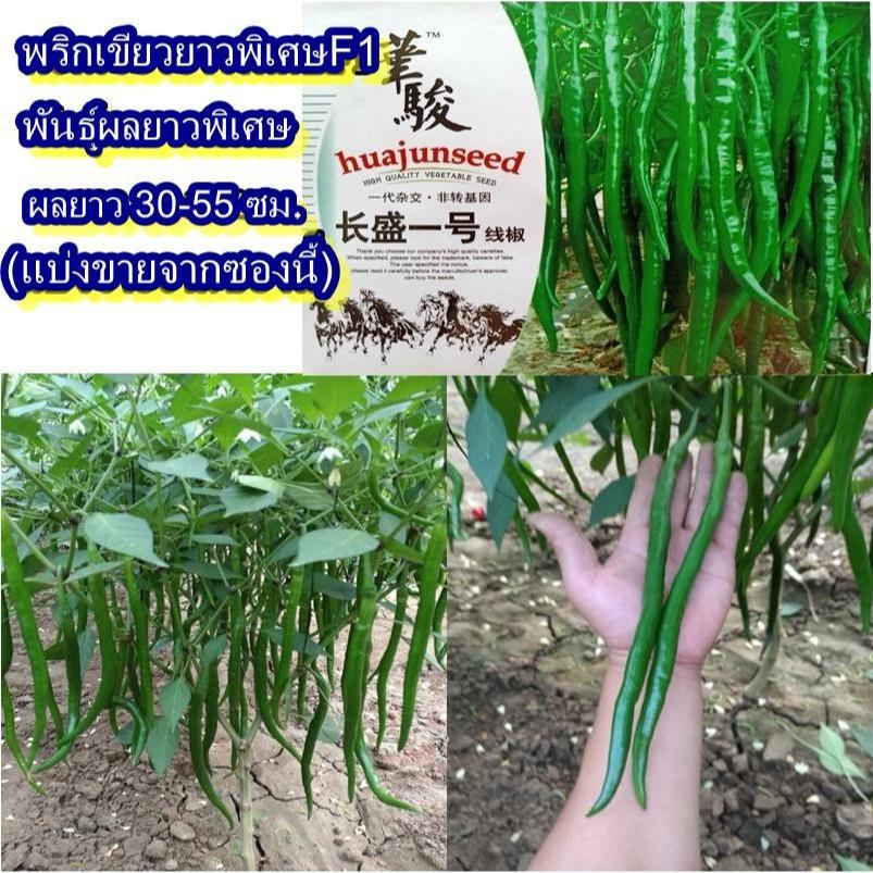 40 เมล็ด เมล็ดพริกเขียวยาวพิเศษF1 (ปลูกง่าย ผลยาวมาก 30-35 ซม. รสชาติเผ็ดน้อย มีกลิ่นหอมเฉพาะตัว ผลพริกสีเขียวเข้ม)